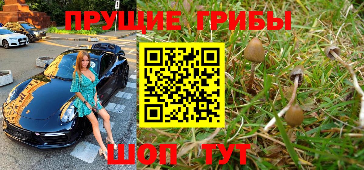 Псилоцибиновые грибы Psilocybine cubensis Истра